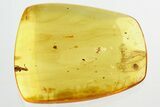 Detailed Fossil Aphid, Ant, and Mite in Baltic Amber #328224-1